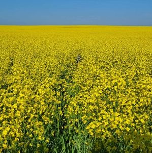 Meet your Posher, Anne